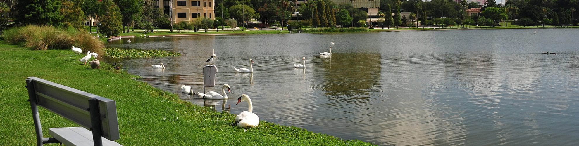 Swans gathering at Lake Morton